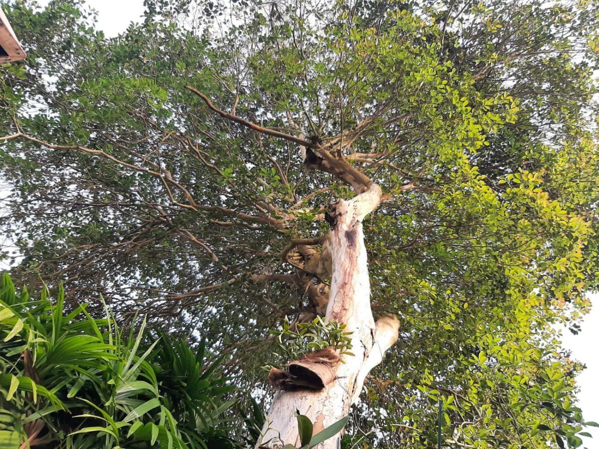 Familia Silvia Perico Villa Ilhabela Exteriör bild